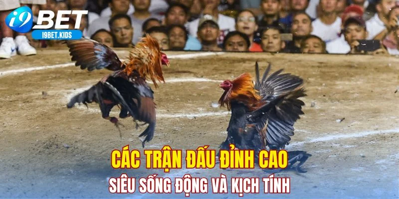 Các trận đấu đỉnh cao siêu sống động và kịch tính