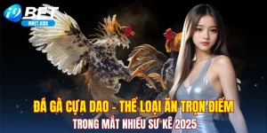 Đá gà cựa dao
