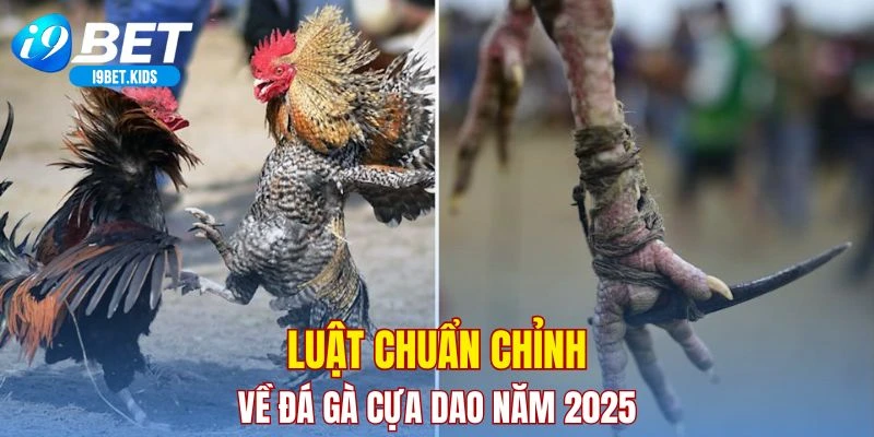 Luật chuẩn chỉnh về đá gà cựa dao năm 2025