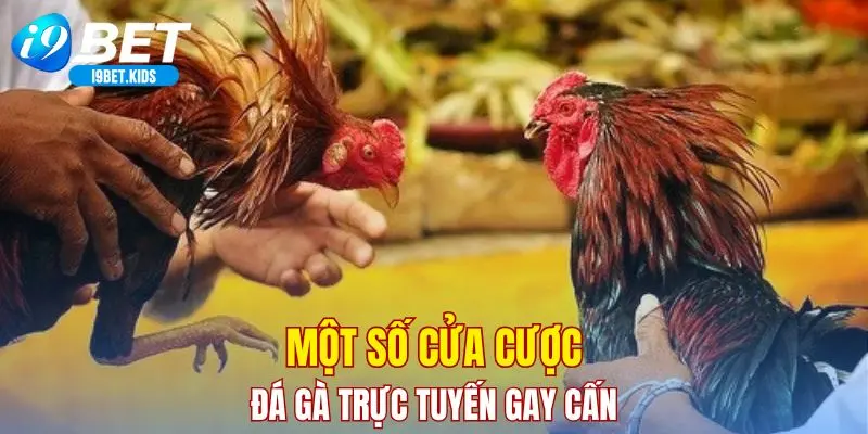 Một số cửa cược đá gà trực tuyến gay cấn