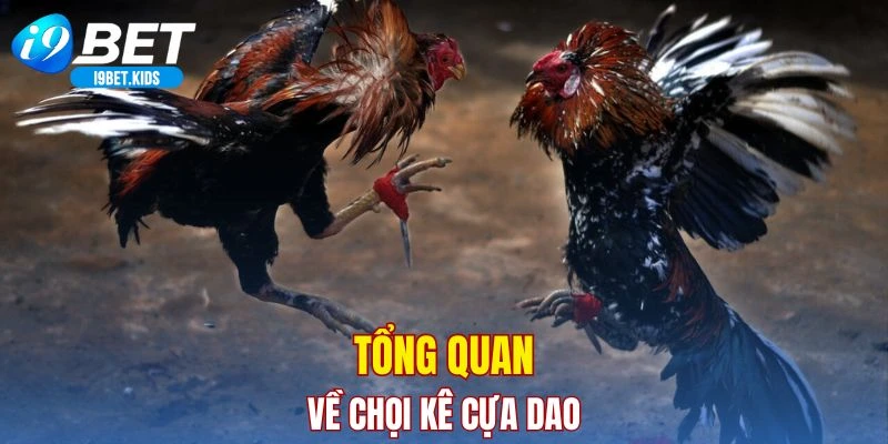 Tổng quan về chọi kê cựa dao